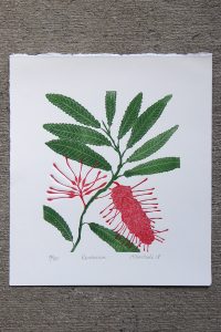 Print of the flowers and leaves of the Rewa Rewa plant by Allan Gale