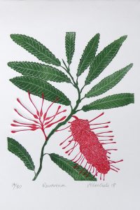 Print of the flowers and leaves of the Rewa Rewa plant by Allan Gale