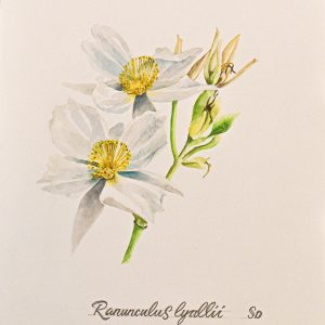 NZ Botanicals Original Watercolor 'Mt Cook Lilly'