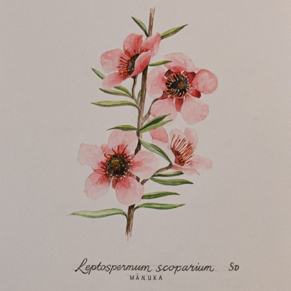 NZ Botanicals Original Watercolor 'Manuka'