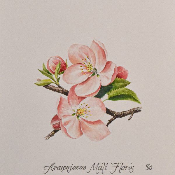 NZ Botanicals Original Watercolor 'Apple Blossom'