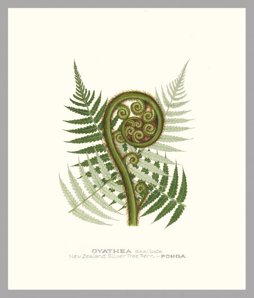NZ silver tree fern frond, botanical print by Jo Ewing