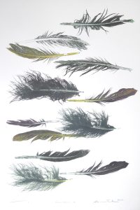 Print of various feathers by Sheyne Tuffery