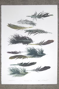Print of various feathers by Sheyne Tuffery
